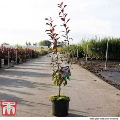 Prunus X Cistena -Flourish Flora PRUN TKA3390 G