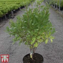 Prunus Tenella 'Fire Hill' -Flourish Flora PRUN TKA3410 A