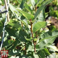 Prunus Tenella 'Fire Hill' -Flourish Flora PRUN TKA3410 B
