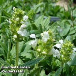 Prunella Grandiflora 'White'