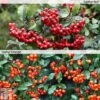 Pyracantha Collection