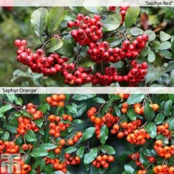Pyracantha Collection