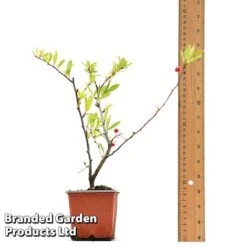 Pyracantha Coccinea 'Red Star' -Flourish Flora PYRA REDSTA9CM T44909 A