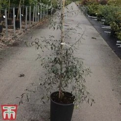 Pyrus Salicifolia 'Pendula' -Flourish Flora PYRU TKA3414 A