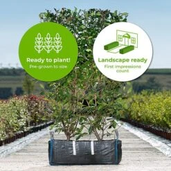 Photinia Red Robin Ready Bag Instant Hedge 1m (pre-grown) -Flourish Flora Photinia20Red20Robin20copy20 202