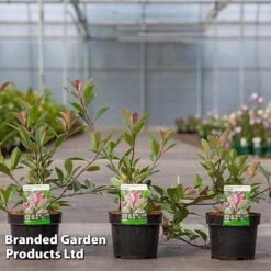 Photinia Fraseri 'Louise' -Flourish Flora Photinia Louise KC5198 C