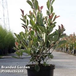 Photinia Fraseri 'Louise' -Flourish Flora Photinia Louise KC5198 D