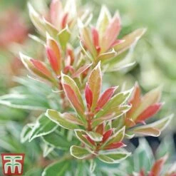 Pieris Collection -Flourish Flora Pieris Little Heath TMAT1
