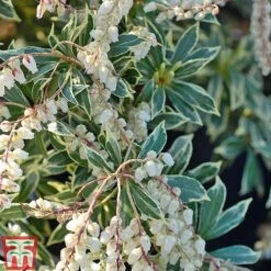 Pieris Collection -Flourish Flora Pieris japonica Flaming Sil