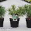 Pinus Strobus 'Tiny Kurls'