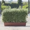 Kohuhu Instant Trough Hedge 1m (pre-grown)