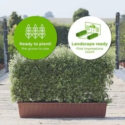 Kohuhu Instant Trough Hedge 1m (pre-grown) -Flourish Flora Pittosporum Golf Ball TR scaled20 202