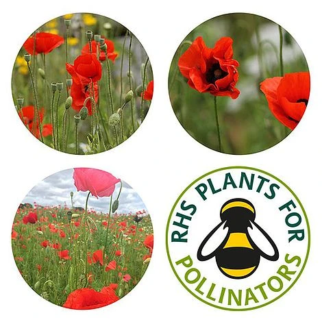 Poppy Seed Bag - 100 Balls 2 Poppy Seed Bag - 100 Balls - Image 2