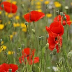 Poppy Seed Bag - 100 Balls 6 Poppy Seed Bag - 100 Balls -Flourish Flora Poppy20mix20final20product1