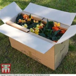 Eton Mess -Flourish Flora PrePlantedBasketArrive3