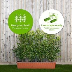 Portuguese Laurel Instant Trough Hedge 1m (pre-grown) -Flourish Flora Prunus20lus.20Angustifolia201yr20tr20 202