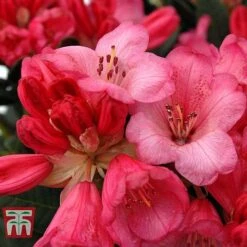 Rhododendron 'Wine And Roses' -Flourish Flora RHOD 79756 B