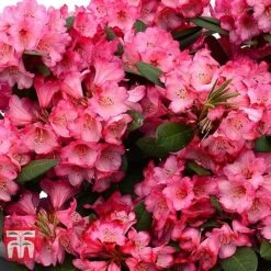 Rhododendron 'Wine And Roses' -Flourish Flora RHOD 79756 C