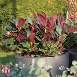 Rhododendron 'Wine And Roses' -Flourish Flora RHOD 79756 D