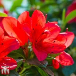 Rhododendron 'Ardeur' -Flourish Flora RHOD T66421 C