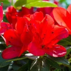 Rhododendron 'Ardeur' -Flourish Flora RHOD T66421 NOW1