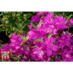 Rhododendron 'Blue Danube' -Flourish Flora RHOD T66423 A