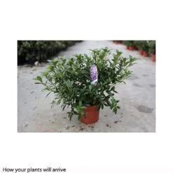 Rhododendron 'Blue Danube' -Flourish Flora RHOD T66423 A h
