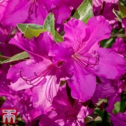 Rhododendron 'Blue Danube' -Flourish Flora RHOD T66423 B