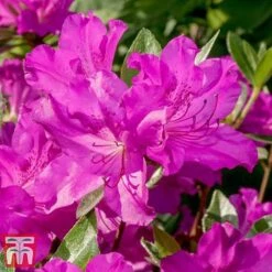 Rhododendron 'Blue Danube' -Flourish Flora RHOD T66423 D