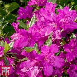 Rhododendron 'Blue Danube' -Flourish Flora RHOD T66423 E