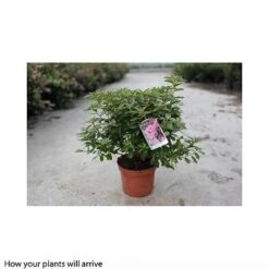 Rhododendron 'Madame AD. Van Hecke' (Azalea Group) -Flourish Flora RHOD T66424 A h