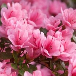 Rhododendron 'Madame AD. Van Hecke' (Azalea Group) -Flourish Flora RHOD T66424 NOW2