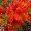 Rhododendron 'Gibraltar' (Azalea Group)