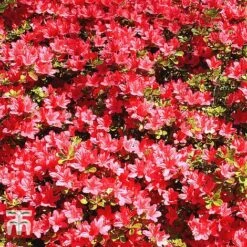 Rhododendron 'Johanna' (Azalea Group) -Flourish Flora RHOD TKA1308 B