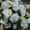 Rhododendron 'Snow Pearl' (Azalea Group)