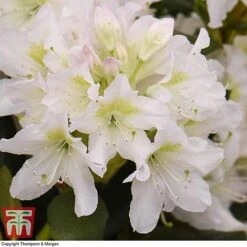 Rhododendron 'Cunningham's White' -Flourish Flora RHOD TKA1470 B