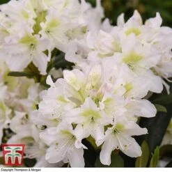 Rhododendron 'Cunningham's White' -Flourish Flora RHOD TKA1470 C