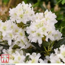 Rhododendron 'Cunningham's White' -Flourish Flora RHOD TKA1470 D