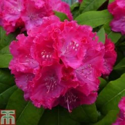 Rhododendron 'Germania' -Flourish Flora RHOD TKA1472 A