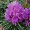 Rhododendron Ponticum 'Variegatum'