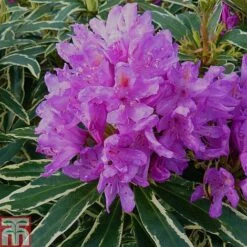 Rhododendron Ponticum 'Variegatum'