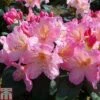 Rhododendron 'Percy Wiseman'