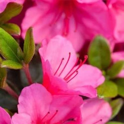 Rhododendron 'Connie' -Flourish Flora RHOD TKA3418 NOW1