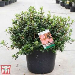 Rhododendron 'Thierry'