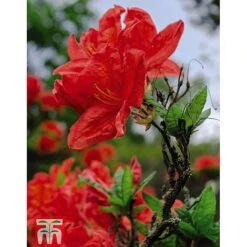 Rhododendron 'Koster's Brilliant Red' -Flourish Flora RHOD TKA3444 A1