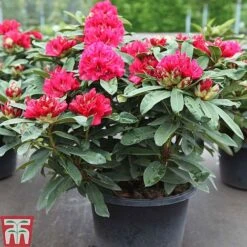 Rhododendron 'Wilgen's Ruby' -Flourish Flora RHOD TKA3466 A