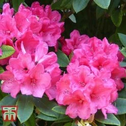 Rhododendron 'Wilgen's Ruby' -Flourish Flora RHOD TKA3466 C
