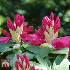 Rhododendron 'Wilgen's Ruby' -Flourish Flora RHOD TKA3466 D