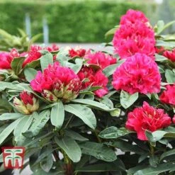 Rhododendron 'Wilgen's Ruby' -Flourish Flora RHOD TKA3466 F