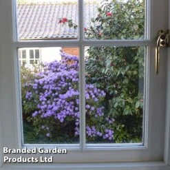 Rhododendron 'Dwarf Blue' -Flourish Flora RHOD BLUEDIAMO S30305